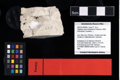 NHMW-GEO-2007z0149-0064_Ol_03.tifDistefania calva (Schweitzer & Feldmann, 2009)  (NHMW-GEO-2007z0149-0064)